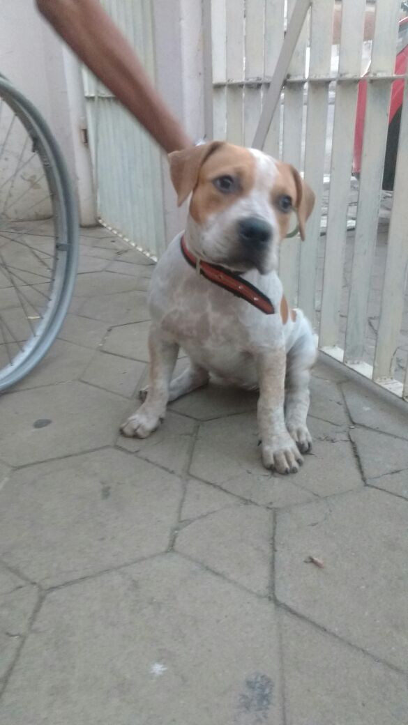 Photo of the dog