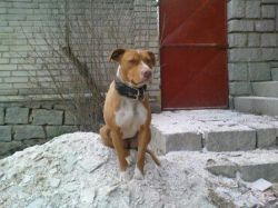 Photo of the dog