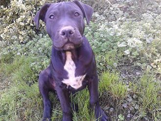 Photo of the dog