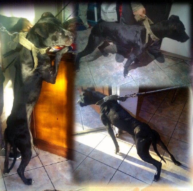 Photo of the dog