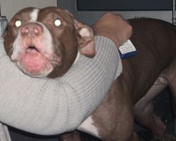 Photo of the dog