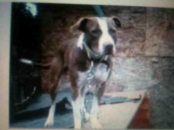 Photo of the dog