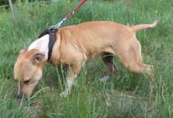 Photo of the dog