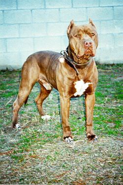 Photo of the dog