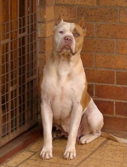 Photo of the dog