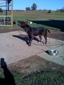 Photo of the dog