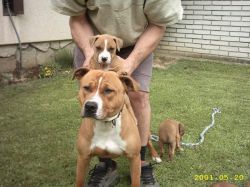 Photo of the dog
