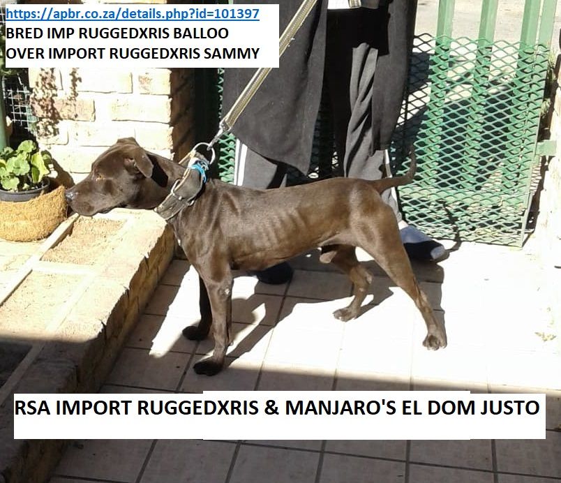 Photo of the dog