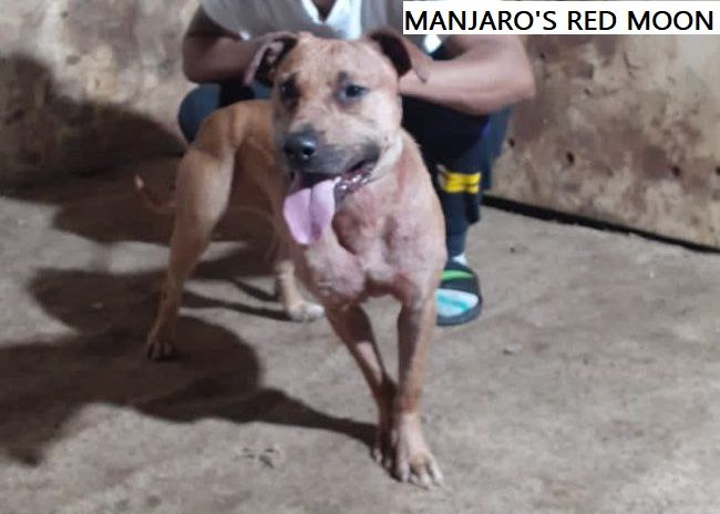 Photo of the dog