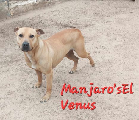 Photo of the dog