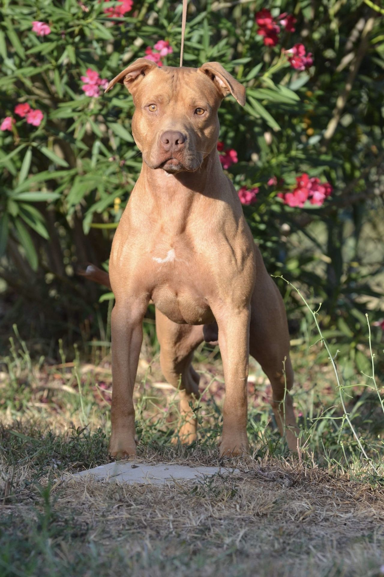 Photo of the dog