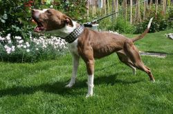 Photo of the dog