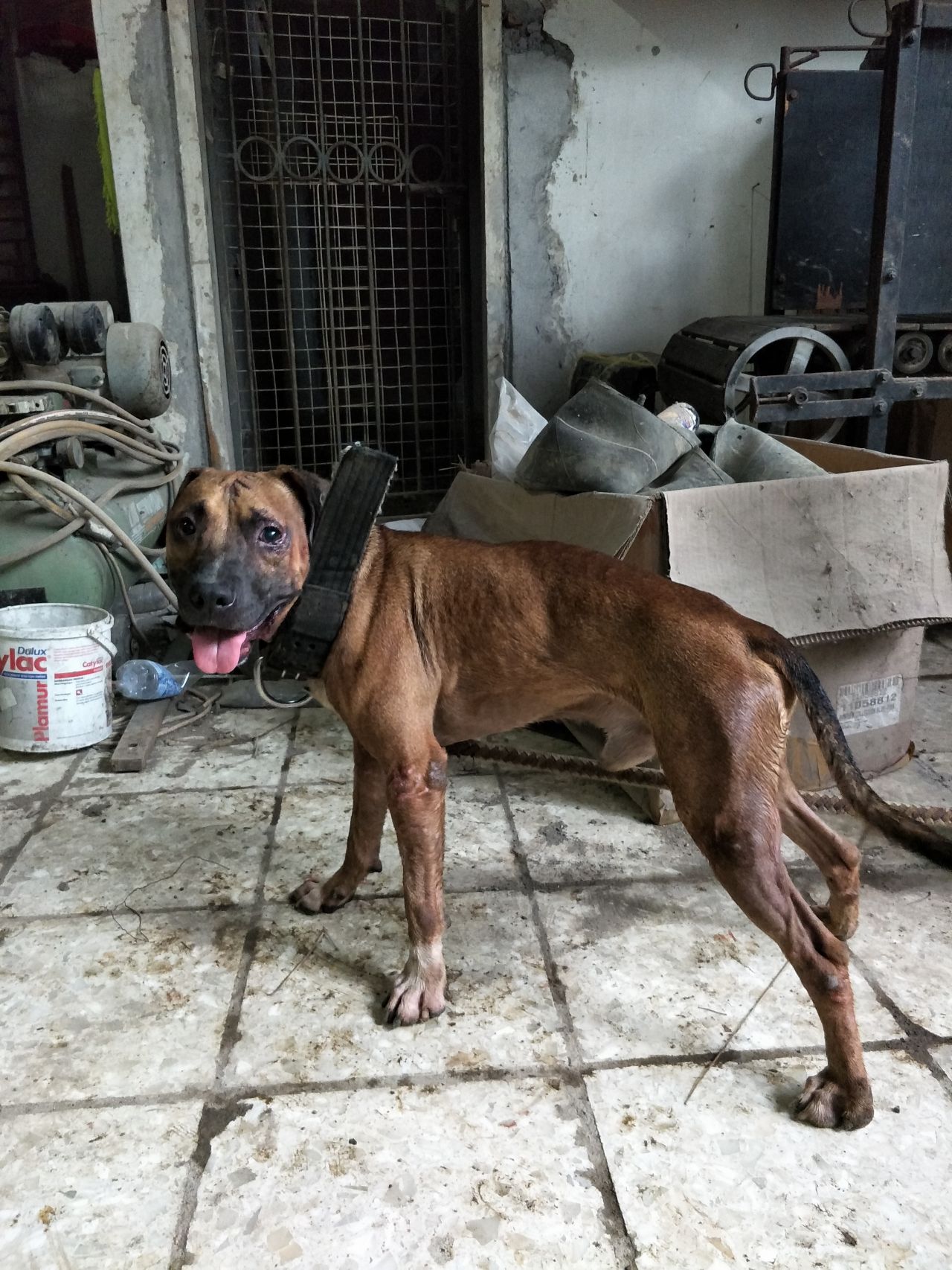 Photo of the dog