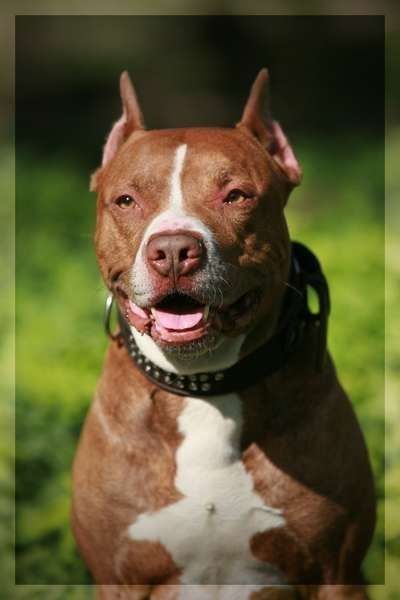 Photo of the dog