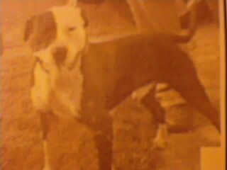 Photo of the dog