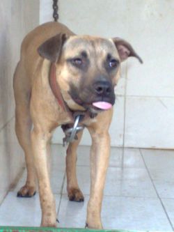 Photo of the dog