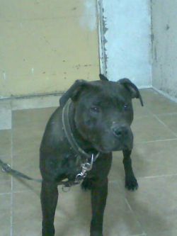 Photo of the dog