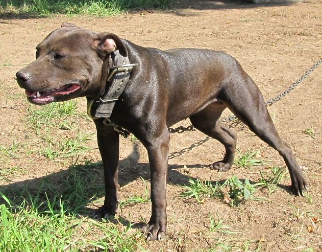 Photo of the dog