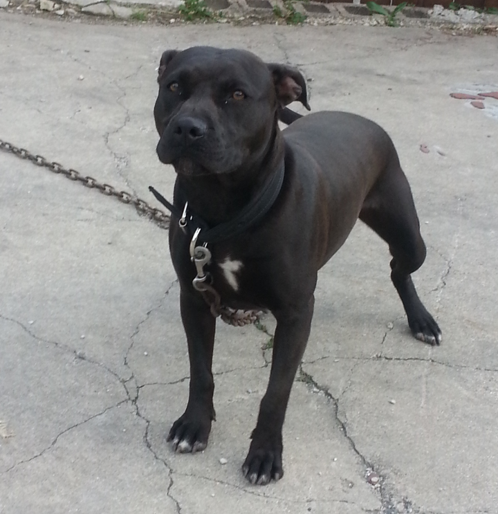 Photo of the dog