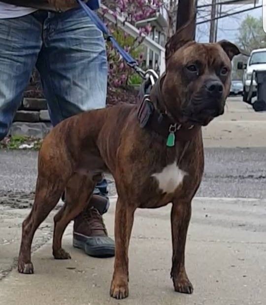 Photo of the dog