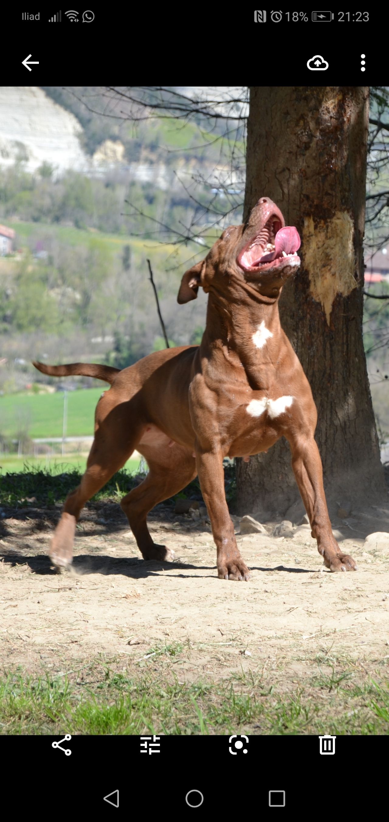 Photo of the dog