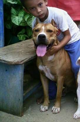 Photo of the dog