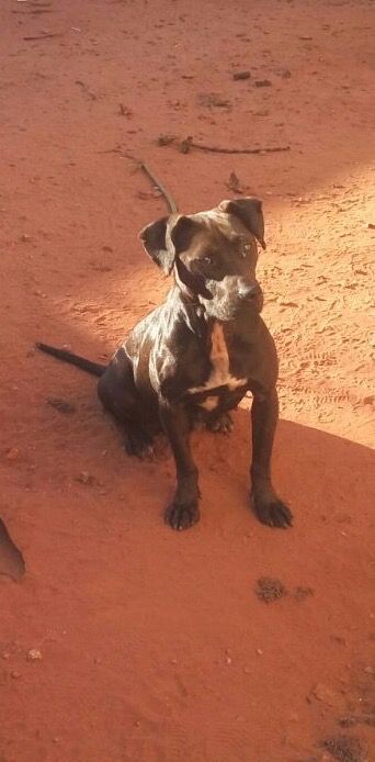 Photo of the dog