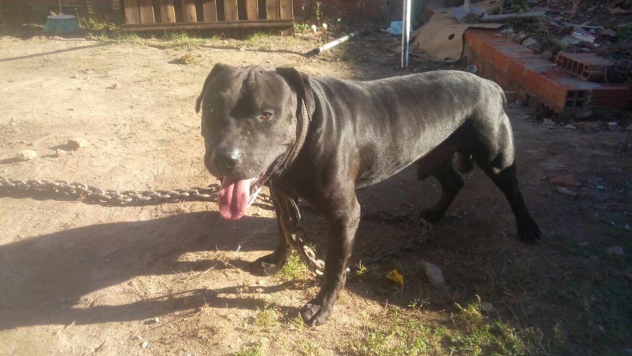 Photo of the dog
