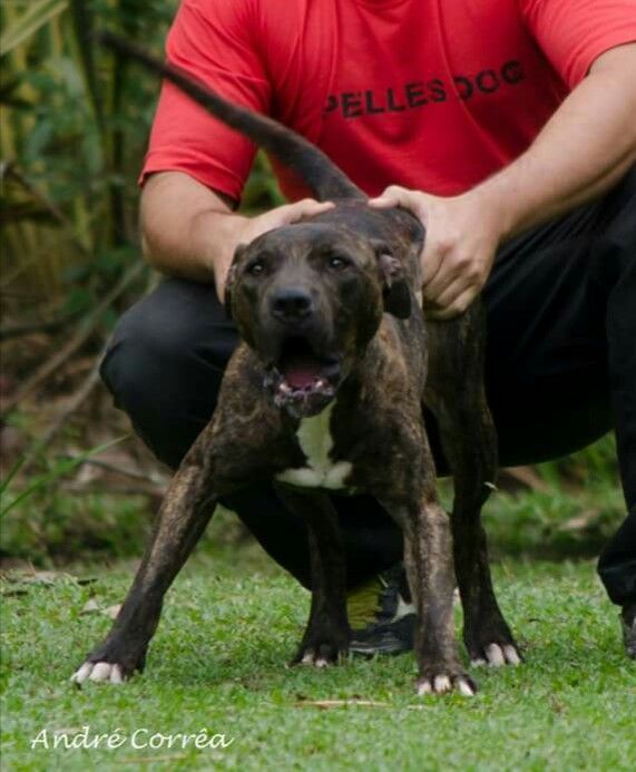 Photo of the dog