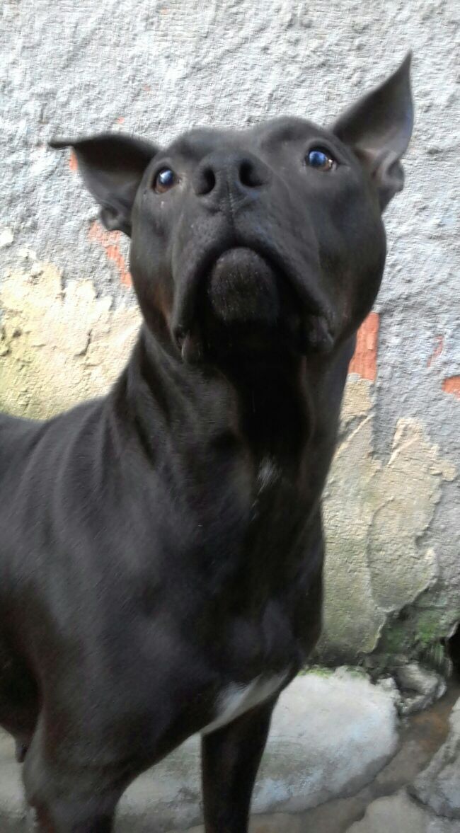 Photo of the dog