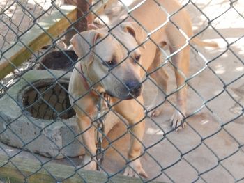 Photo of the dog