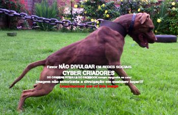 Photo of the dog
