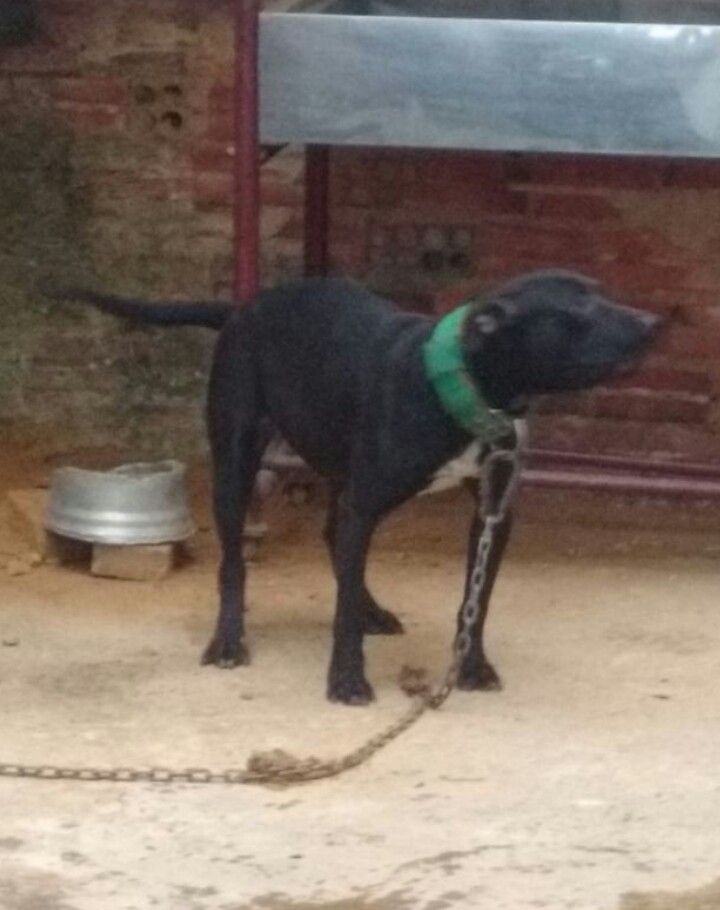 Photo of the dog