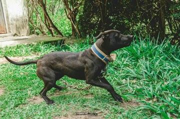 Photo of the dog