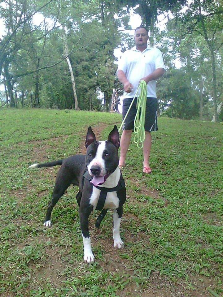 Photo of the dog