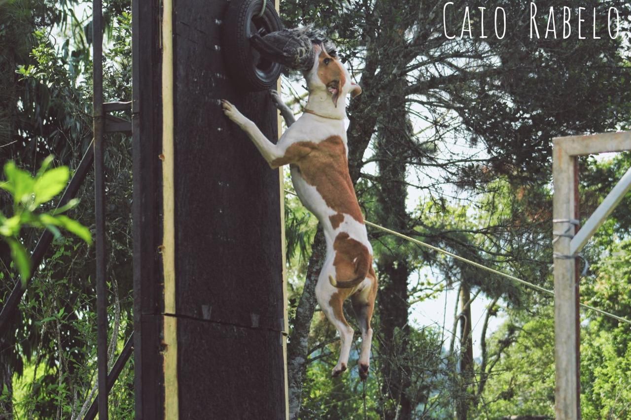 Photo of the dog