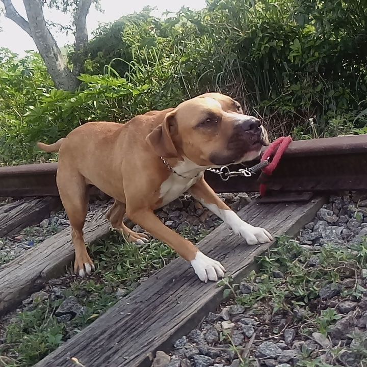 Photo of the dog