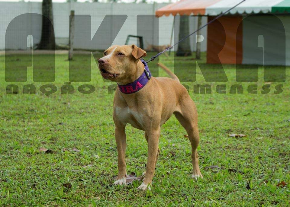 Photo of the dog