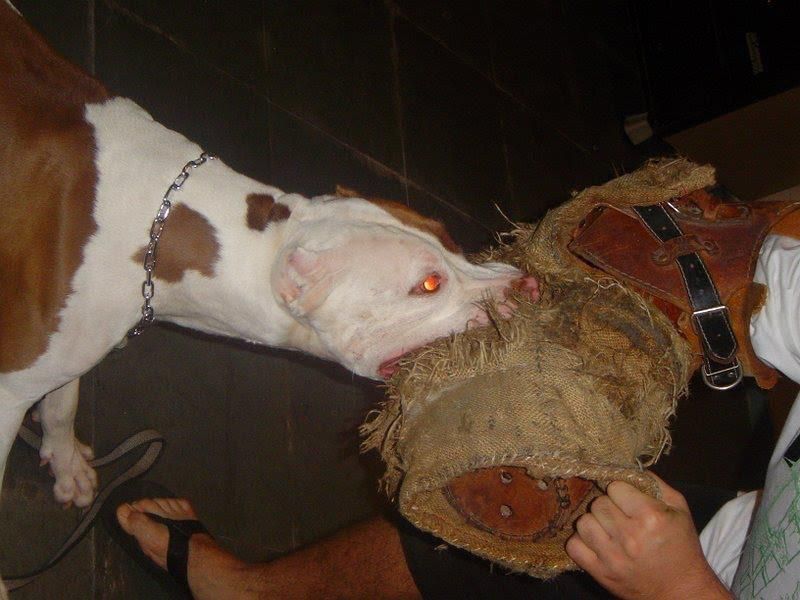 Photo of the dog