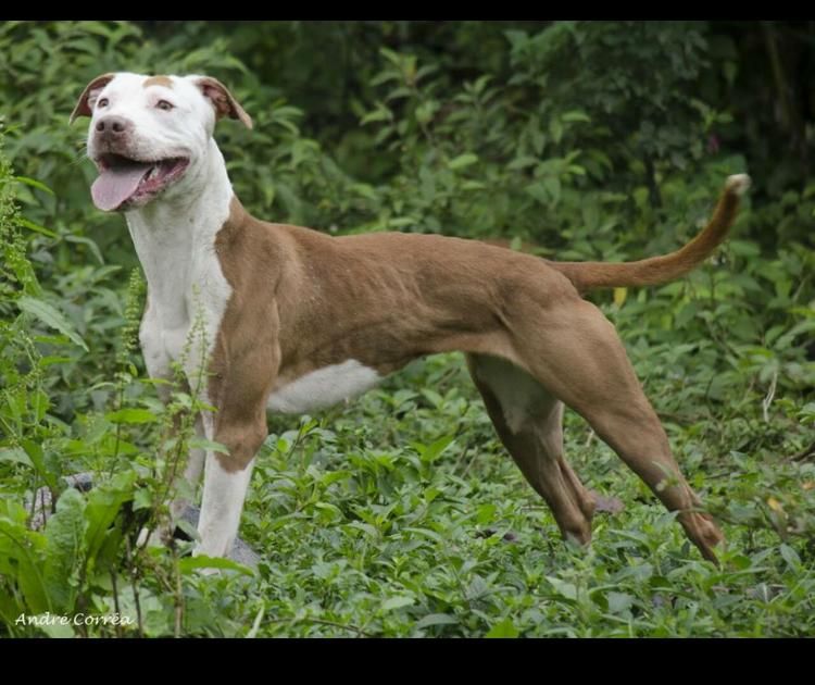 Photo of the dog