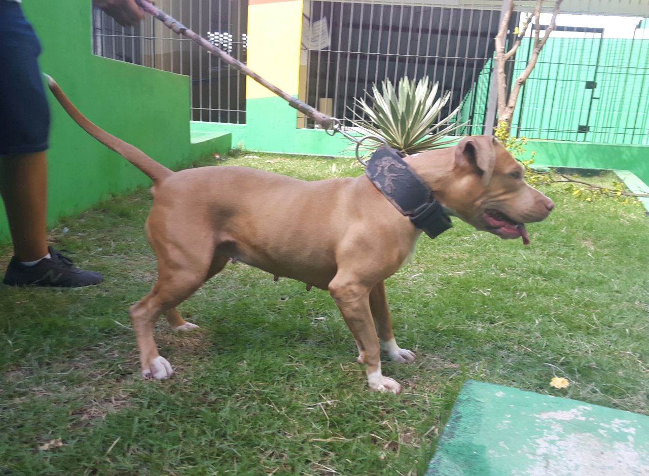 Photo of the dog