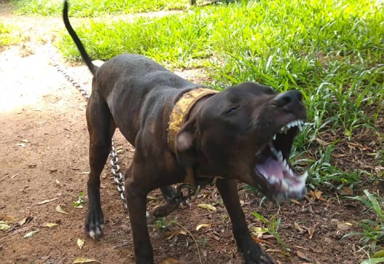 Photo of the dog