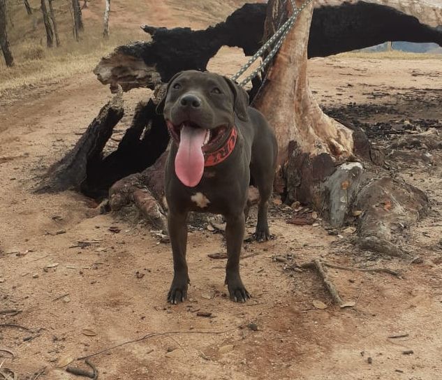 Photo of the dog