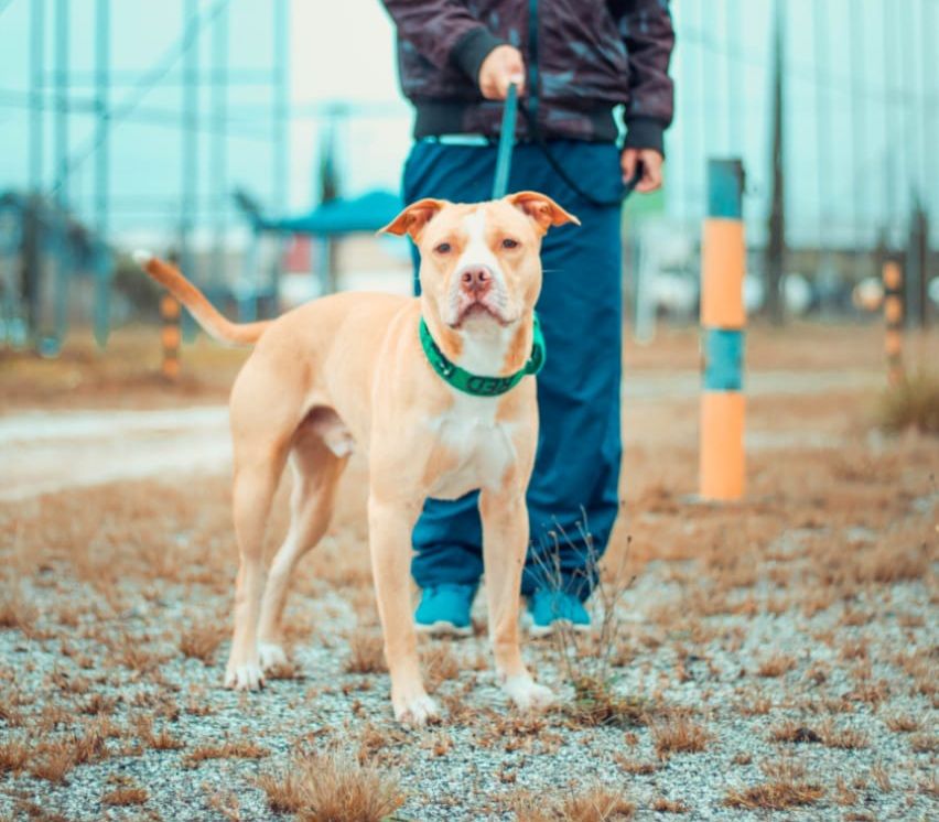 Photo of the dog