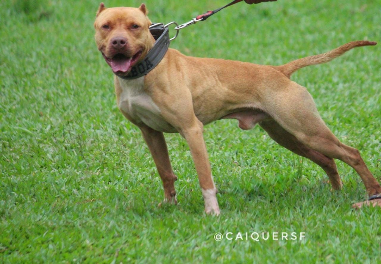 Photo of the dog