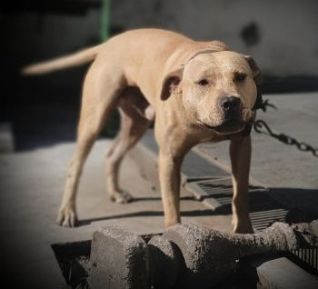 Photo of the dog