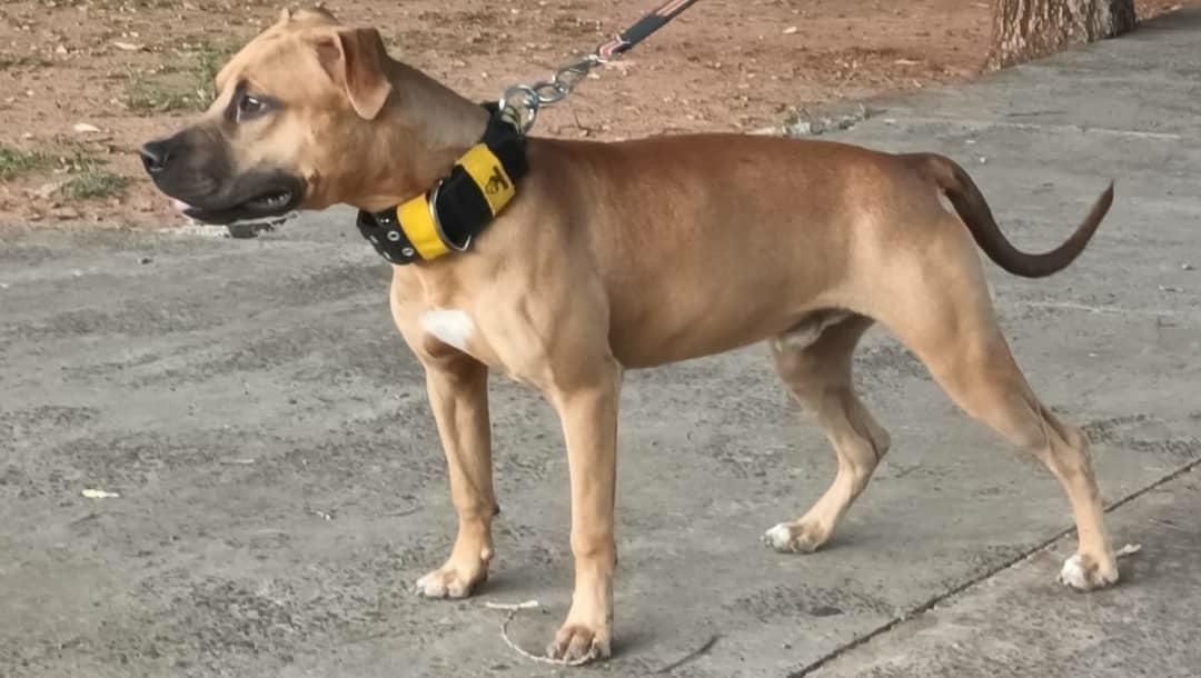 Photo of the dog
