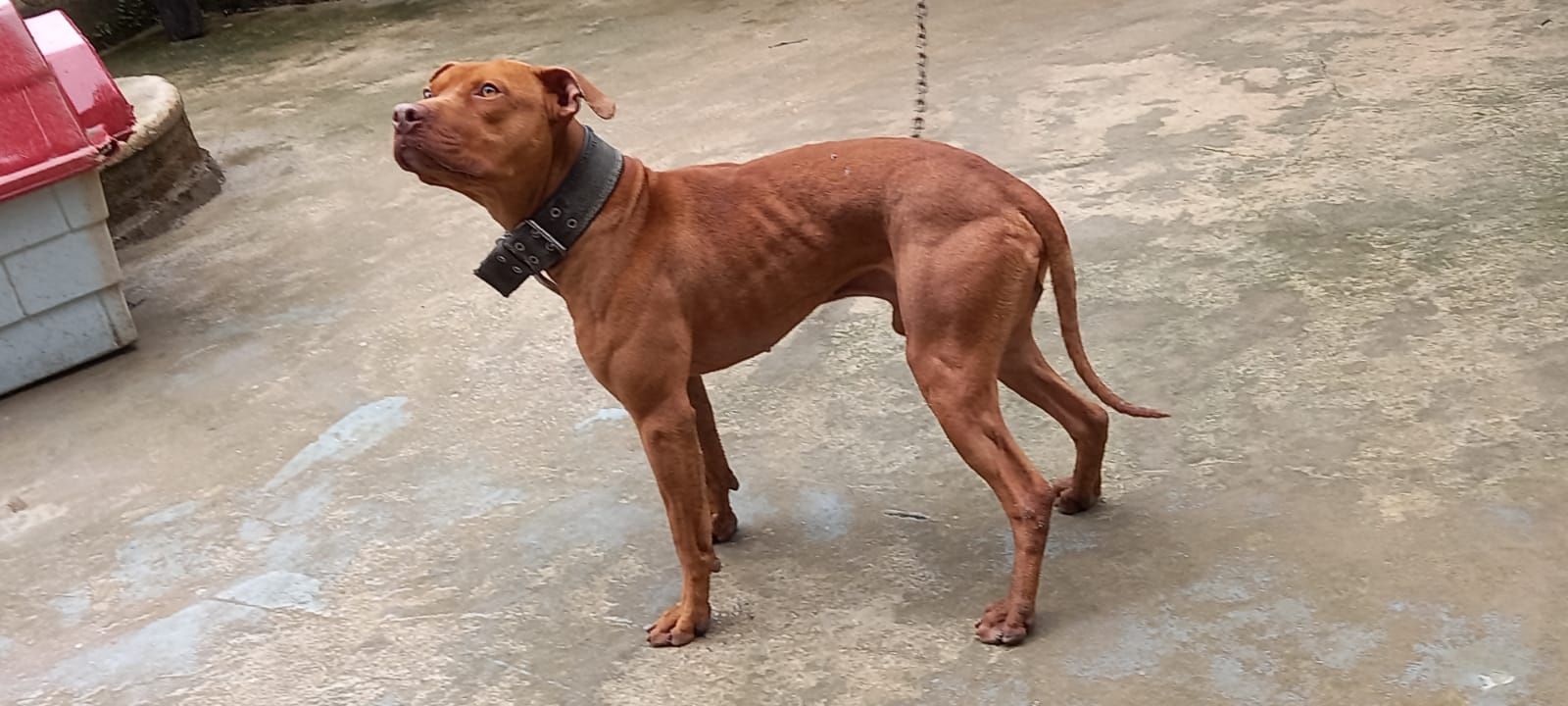 Photo of the dog