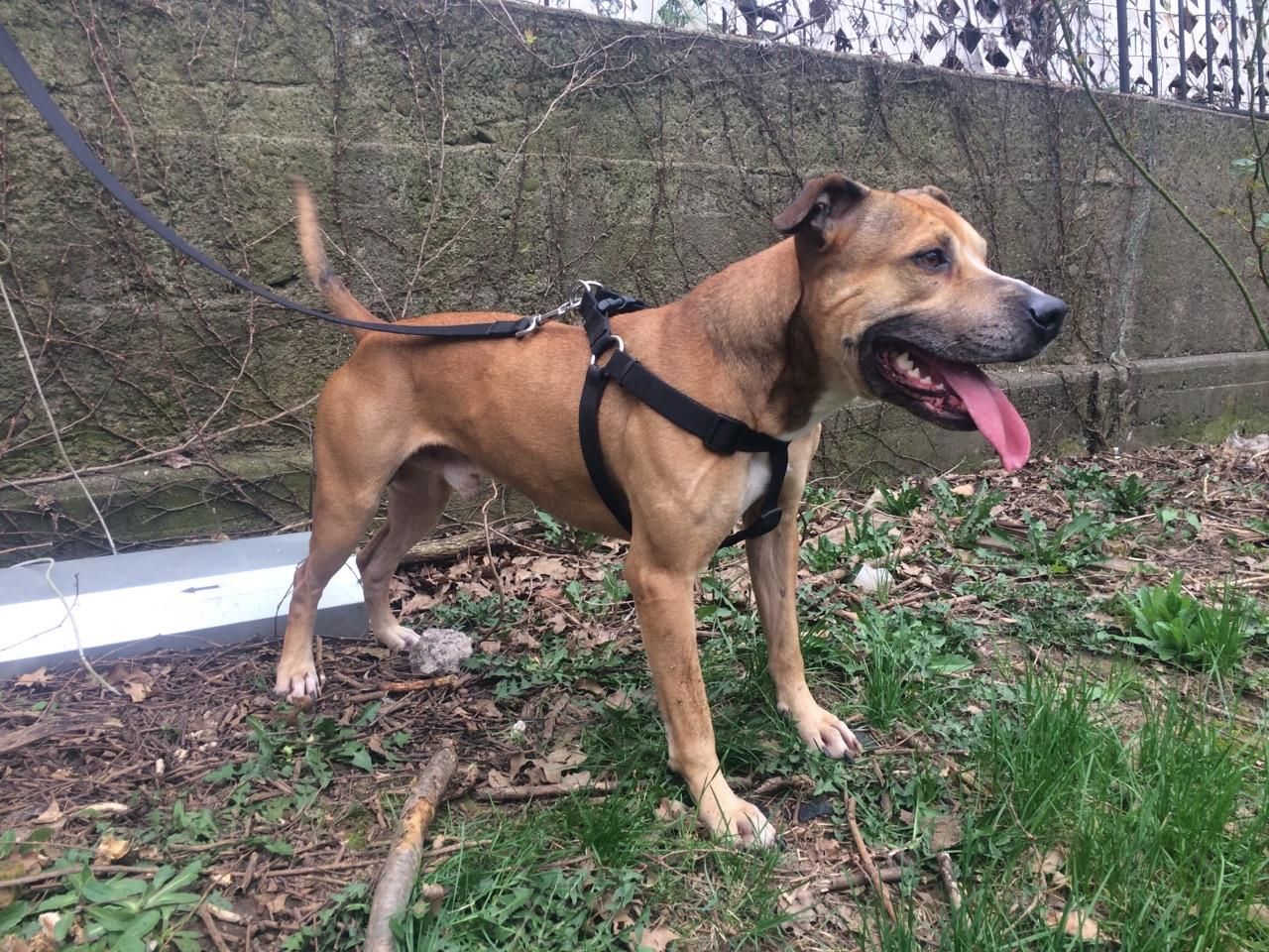 Photo of the dog