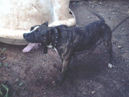 Photo of the dog